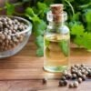 appetite-stimulant-slightly-woody-smell-coriander-seeds-oil-244