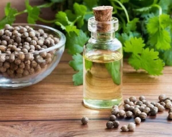 Coriander Extract Oil - Image 3