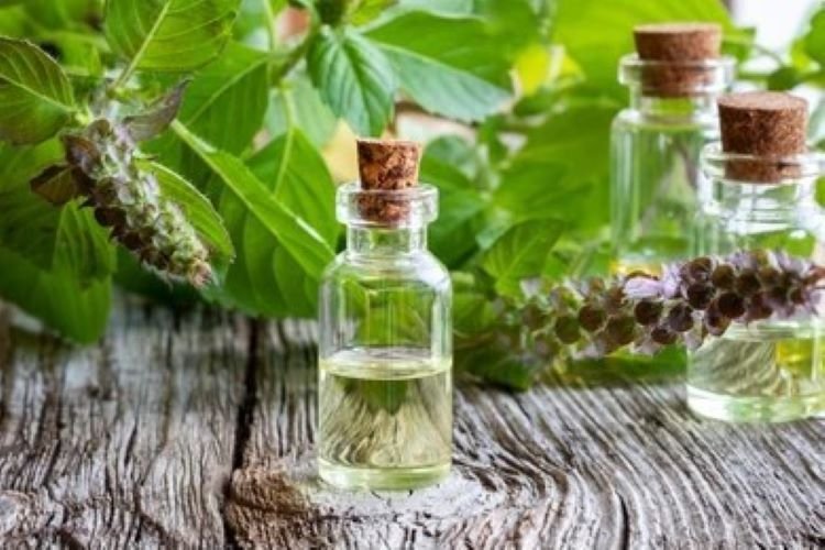 bottle-essential-oil-fresh-tulsi-260nw-1130387855